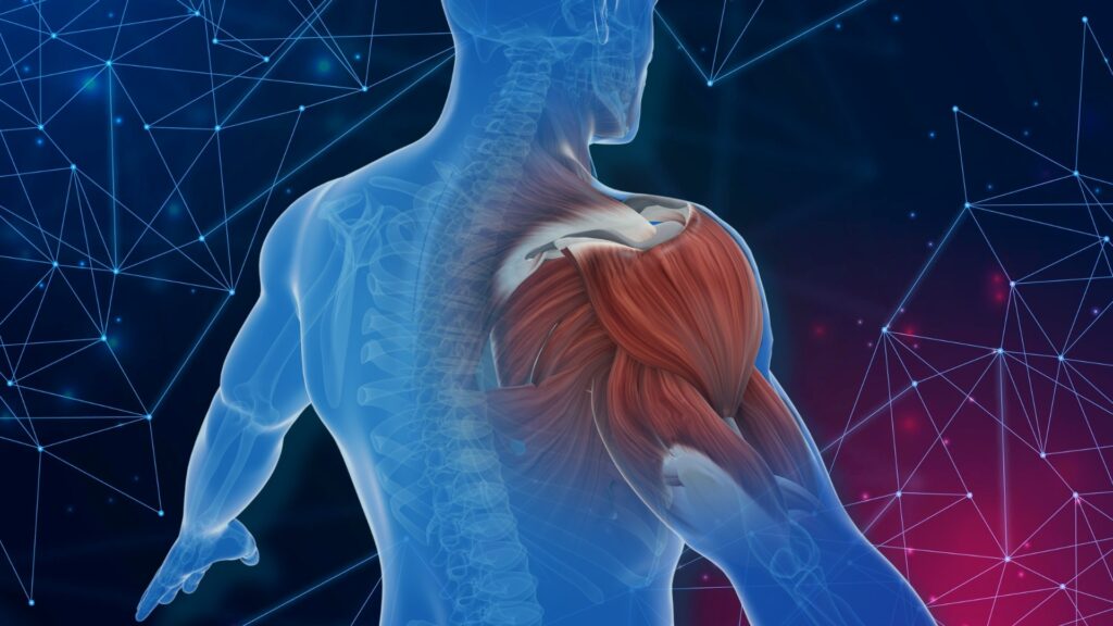 Image to observe the muscles after shockwave therapy in the shoulder region